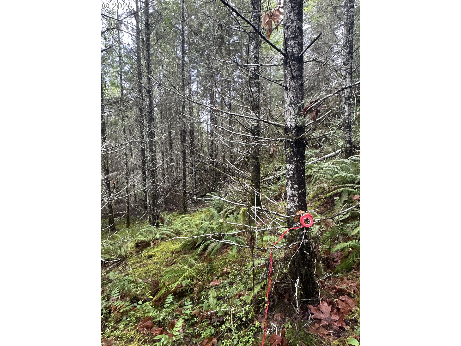 Wicks Road Dorena, OR 97434 - Photo 17 of 29 Gallery Image 17