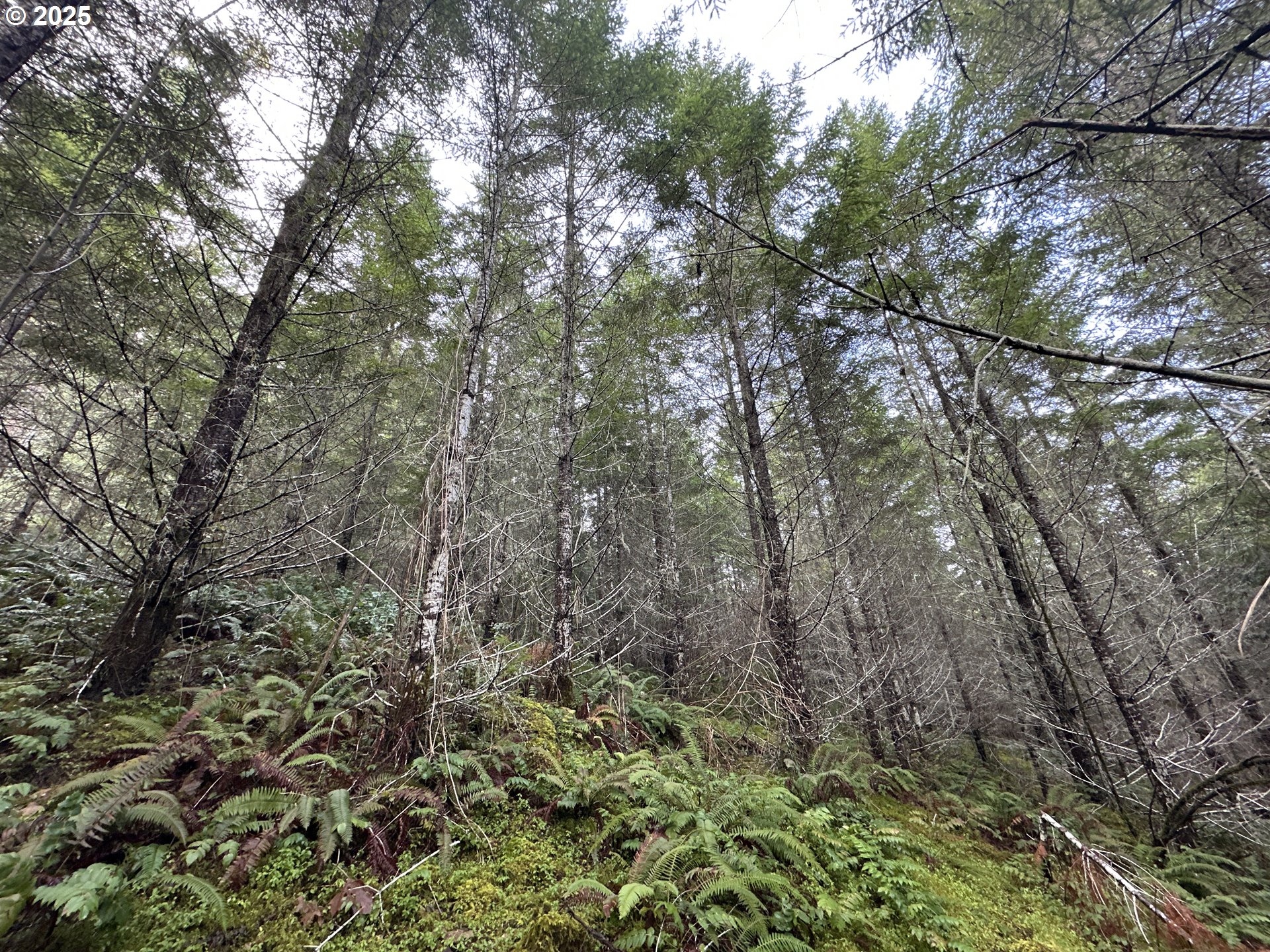 Wicks Road Dorena, OR 97434 - Photo 20 of 29 Gallery Image 20