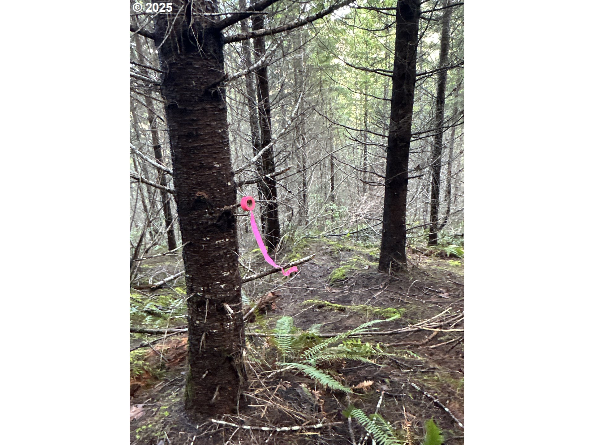 Wicks Road Dorena, OR 97434 - Photo 21 of 29 Gallery Image 21