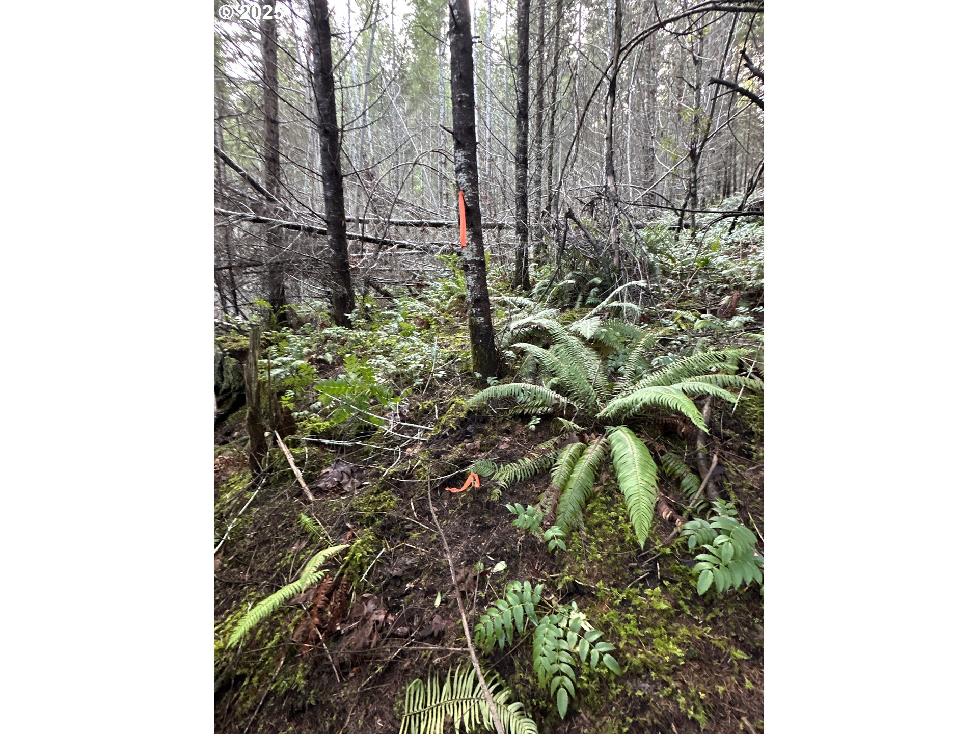 Wicks Road Dorena, OR 97434 - Photo 10 of 29 Gallery Image 10