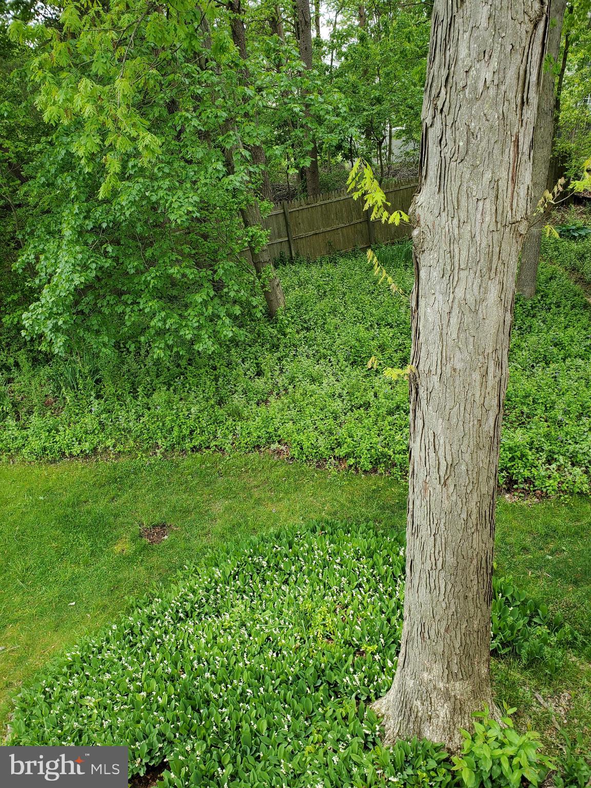 4549 Ambermill Road Baltimore, MD 21236 - Photo 4 of 46 Huge back yard