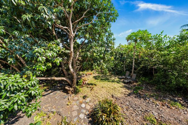 a view of a yard with plants and large trees