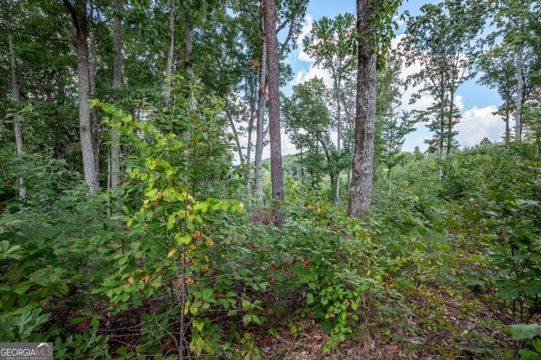 Lot 112 Twisted Oak Road Talking Rock, GA 30175 - Photo 11 of 45 a view of a lush green forest