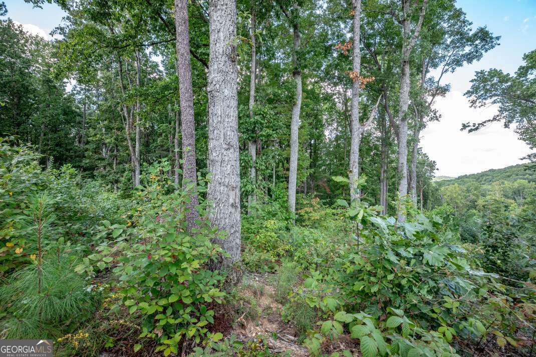 Lot 112 Twisted Oak Road Talking Rock, GA 30175 - Photo 14 of 45 a view of forest
