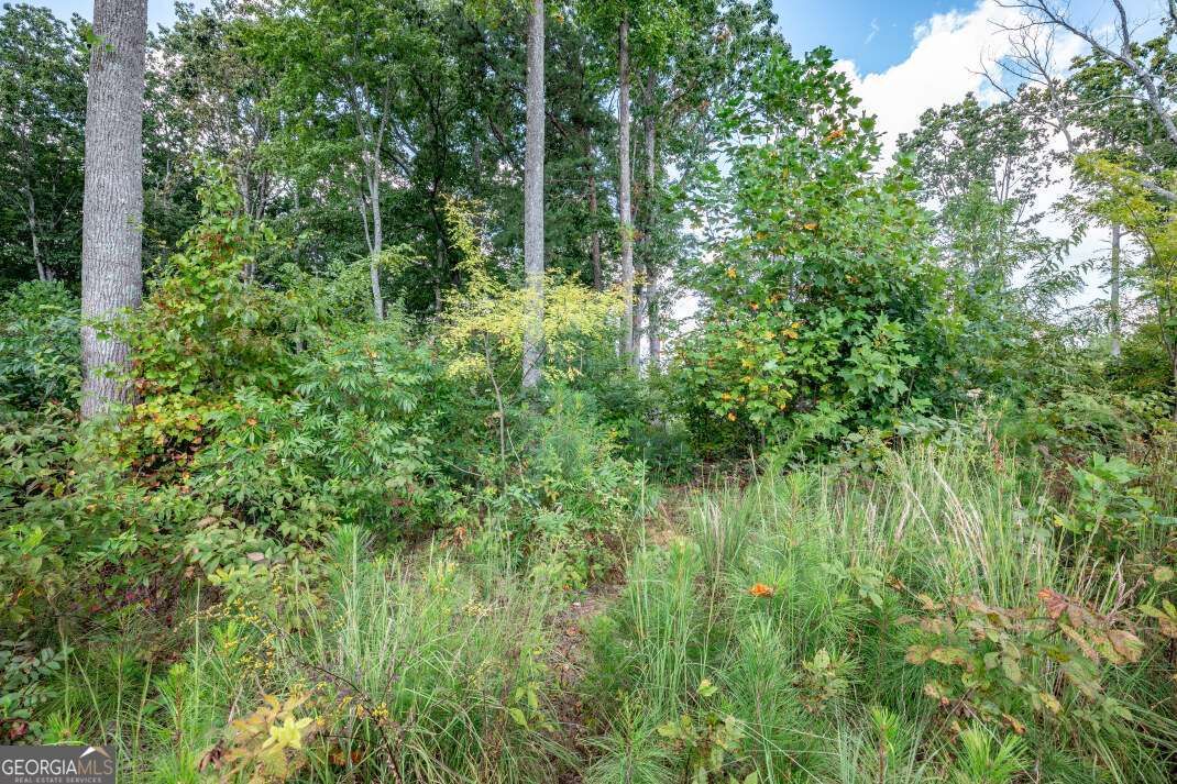 Lot 112 Twisted Oak Road Talking Rock, GA 30175 - Photo 9 of 45 a view of a lush green forest