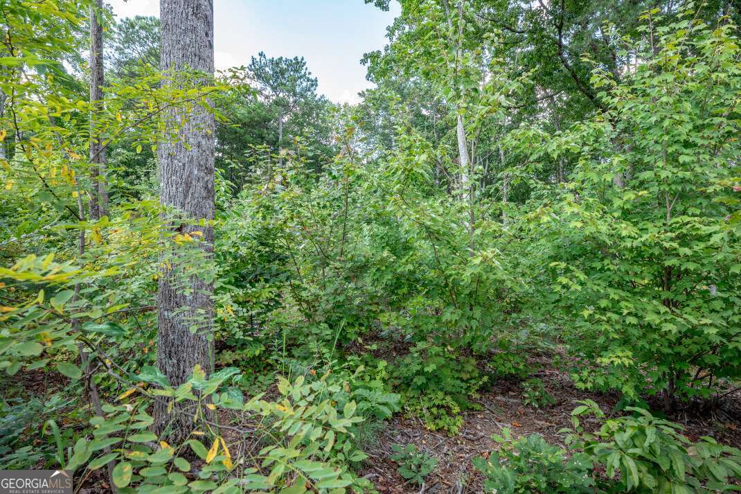 Lot 112 Twisted Oak Road Talking Rock, GA 30175 - Photo 10 of 45 a view of a lush green forest