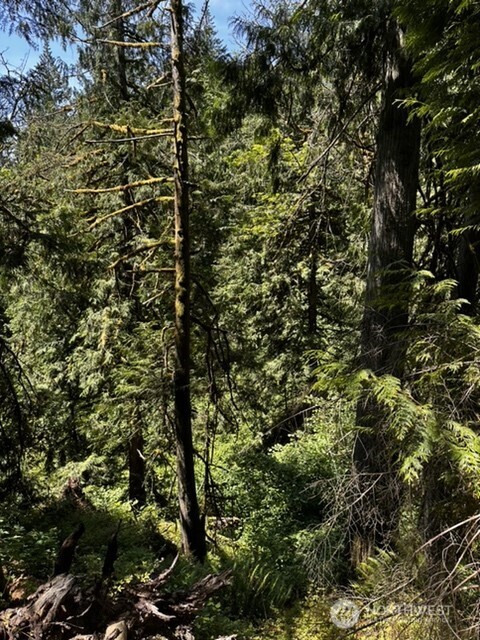 0 Hoff Circle Everson, WA 98247 - Photo 1 of 3 a view of outdoor space and covered with trees