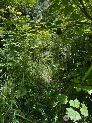 a view of a tree in a yard