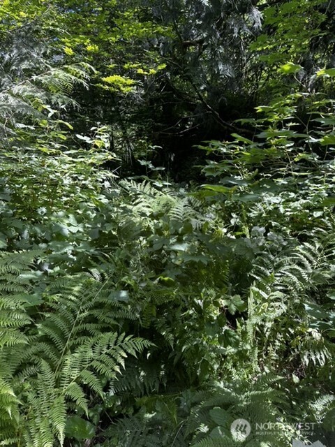 0 Hoff Circle Everson, WA 98247 - Photo 3 of 3 a view of a tree