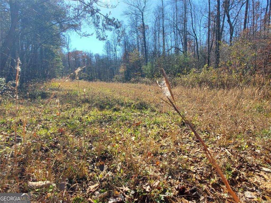 1116 Cody Road Mount Airy, GA 30563 - Photo 11 of 39 a view of a yard with a tree