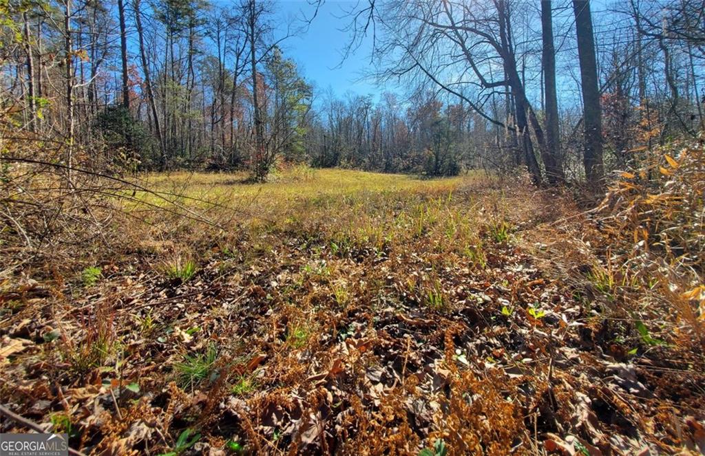 1116 Cody Road Mount Airy, GA 30563 - Photo 13 of 39 a view of a yard with a tree
