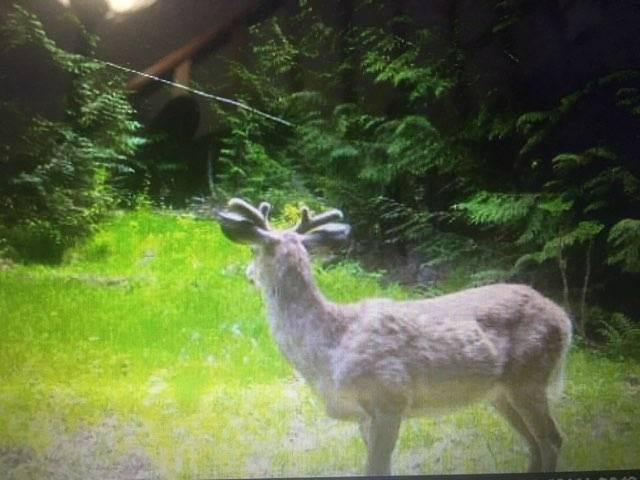 Xxx Smackout Pass Road Ione, WA 99139 - Photo 10 of 13 Gallery Image 10