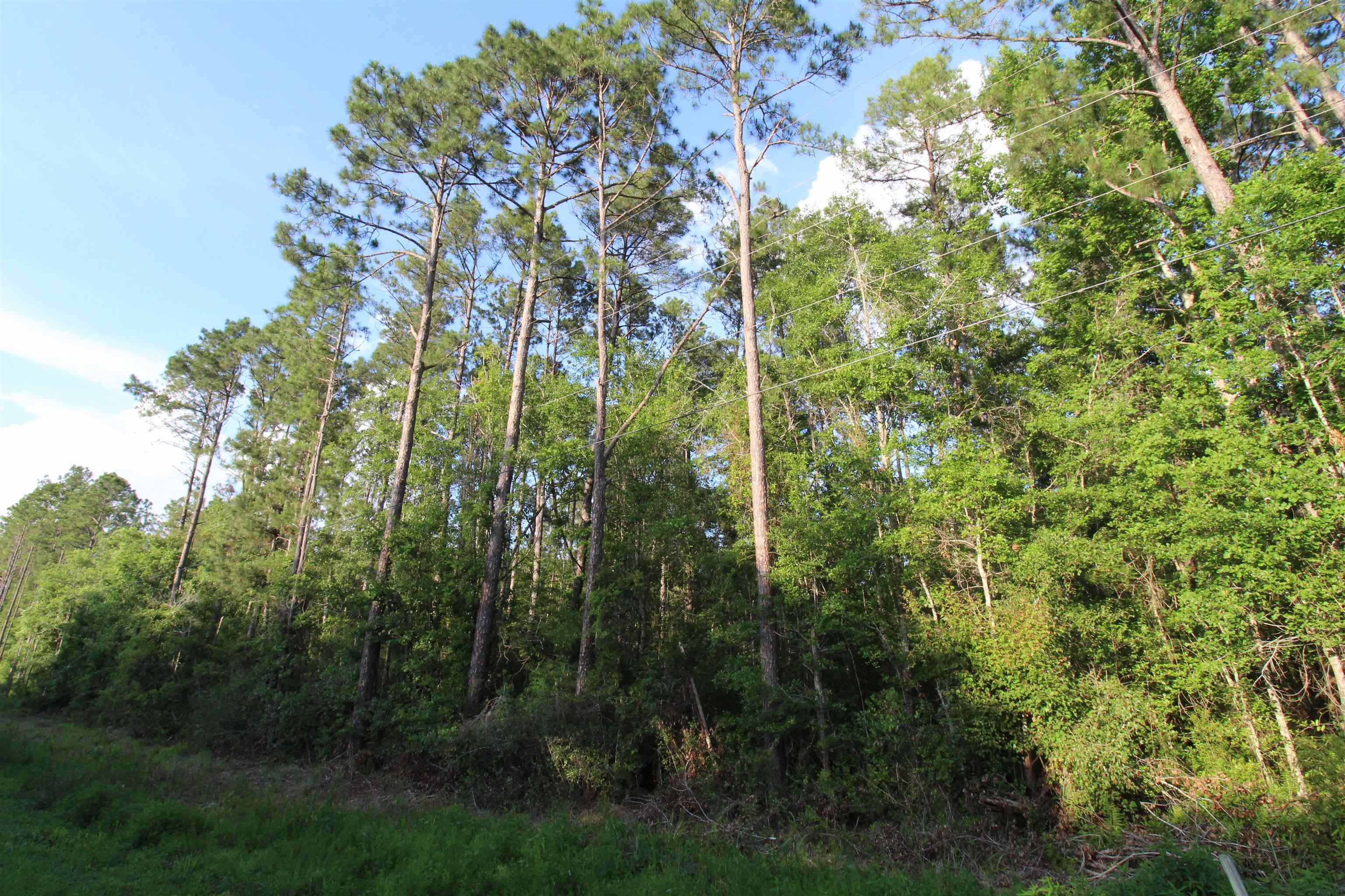 Tbd South Salt Road Monticello, FL 32344 - Photo 8 of 18