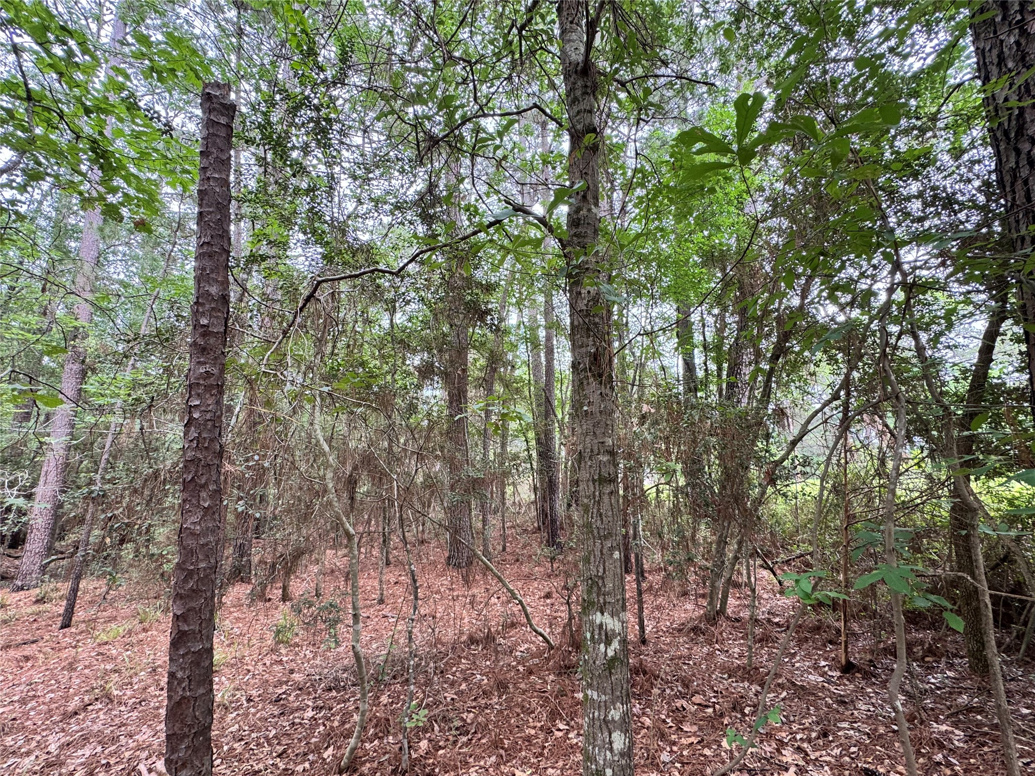 78 Rolling Springs Street Trinity, TX 75862 - Photo 5 of 6 a view of forest