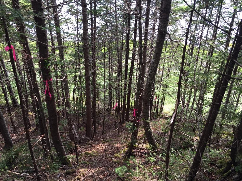0 Ocean View Road, Unit LOT 1020 Jonesboro, ME 04648 - Photo 6 of 6 Photo