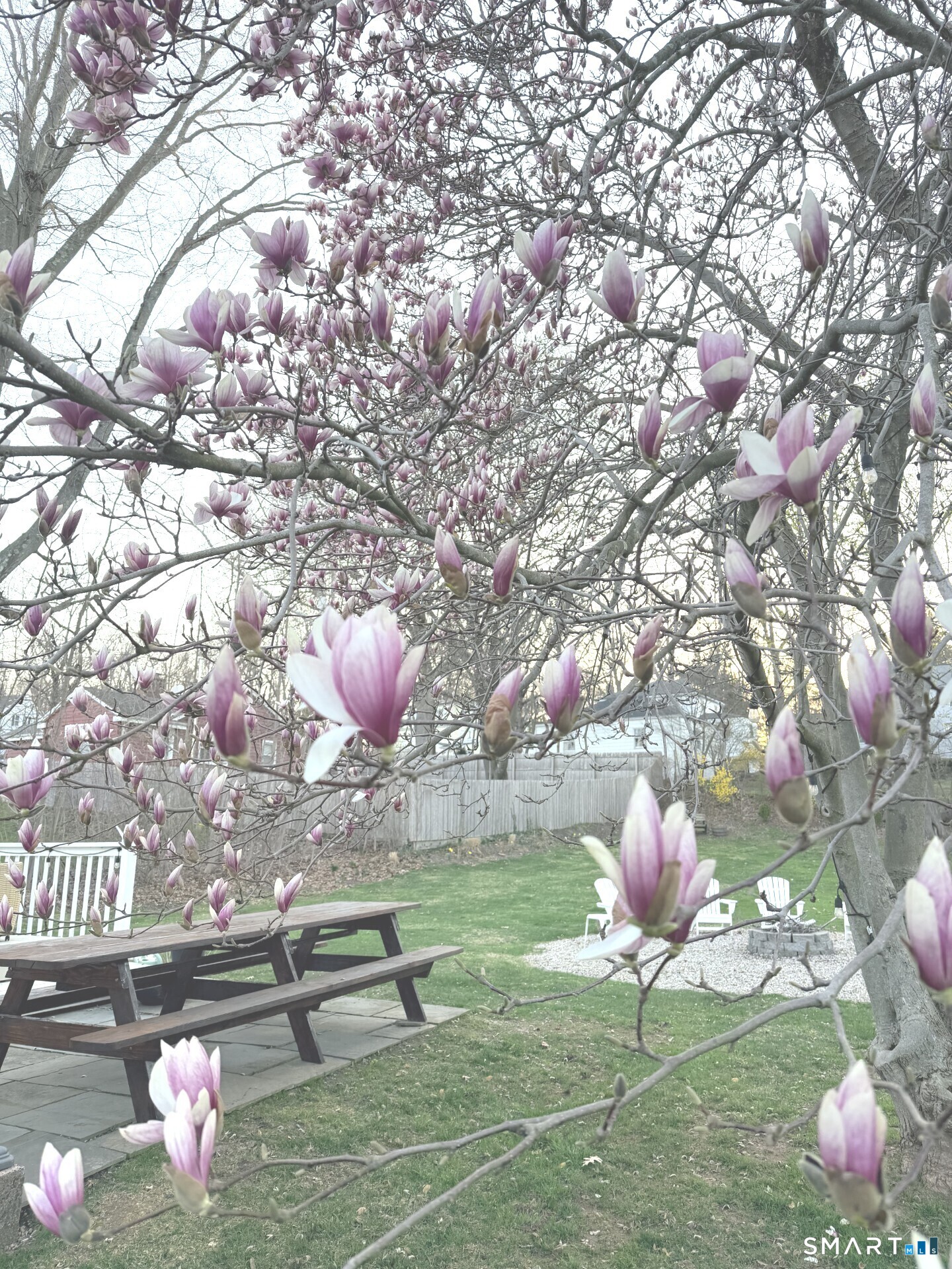 77 Berkeley Road Middletown, CT 06457 - Photo 25 of 29 Magnolia Tree