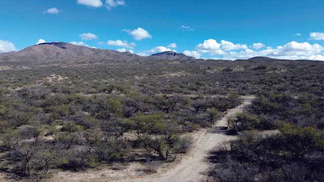 a view of a yard with lots of bushes