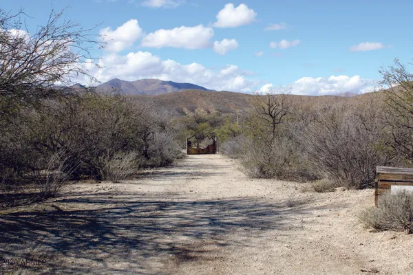 a view of a yard with a tree