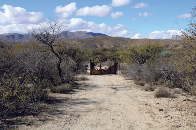 a view of a dry yard with trees