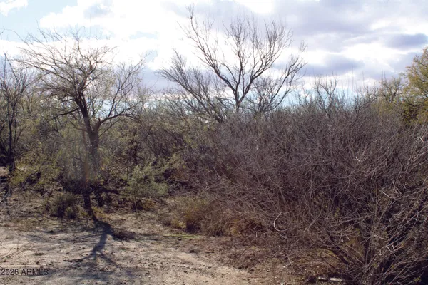 a view of a yard covered with trees