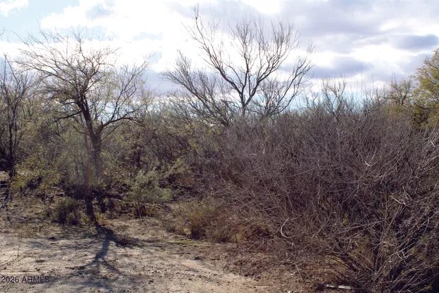 a view of a yard covered with trees