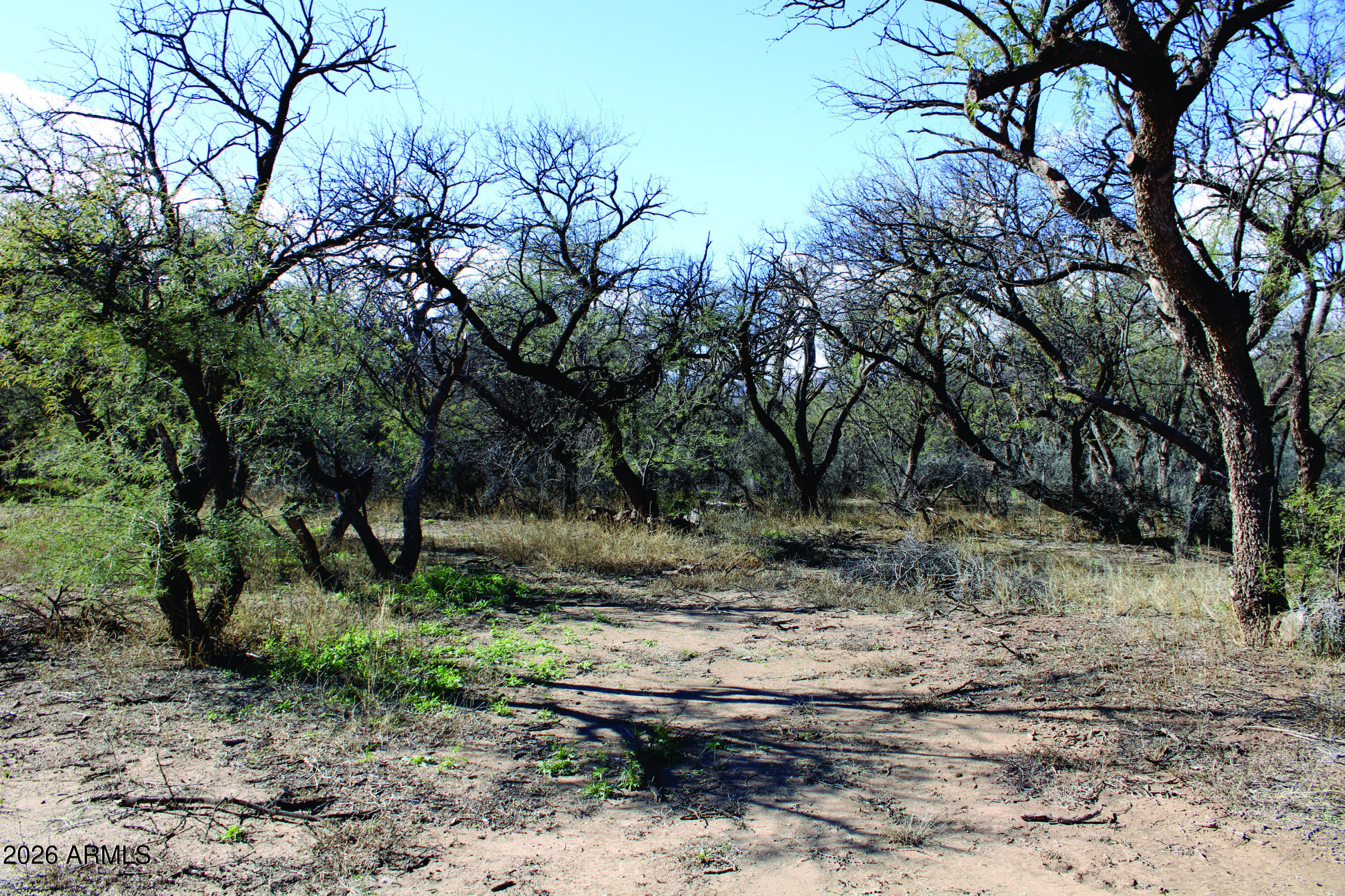 3236 North Cascabel Road Benson, AZ 85602 - Photo 56 of 63 a view of a yard covered with trees