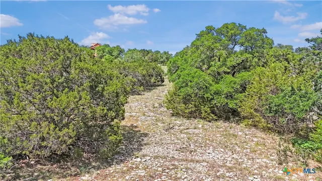 a view of a garden with plants