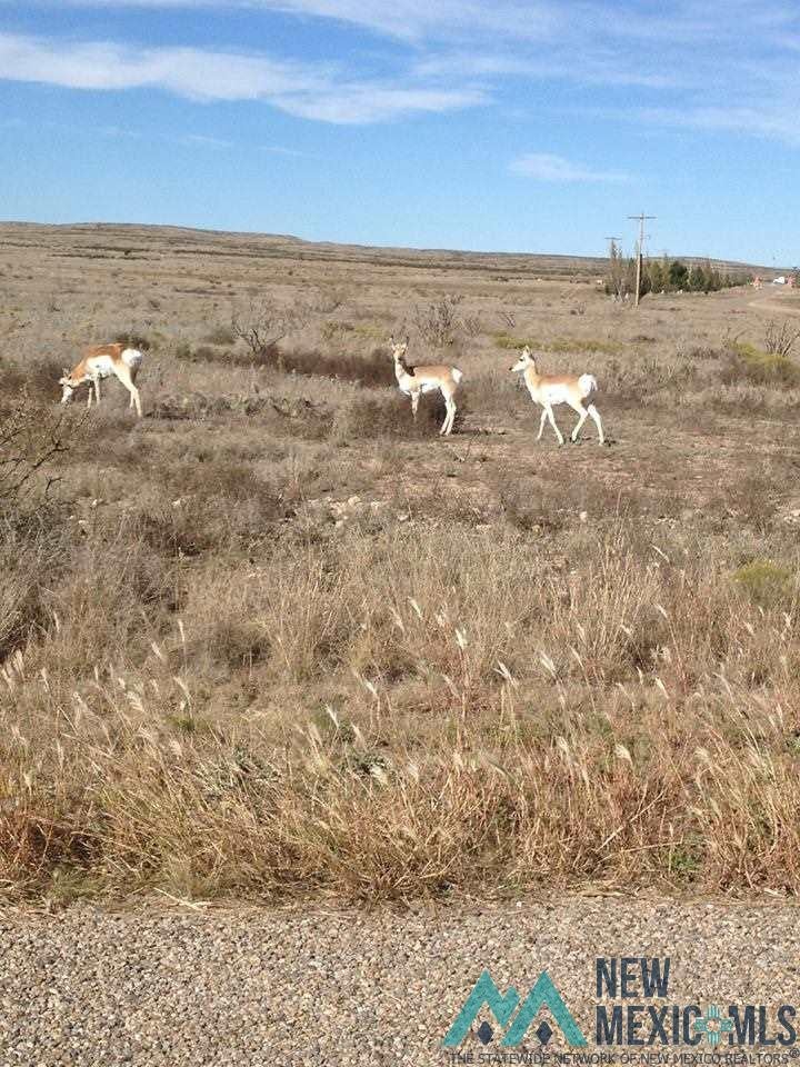 Blanco Rosa Roswell, NM 88203 - Photo 12 of 12 Gallery Image 12