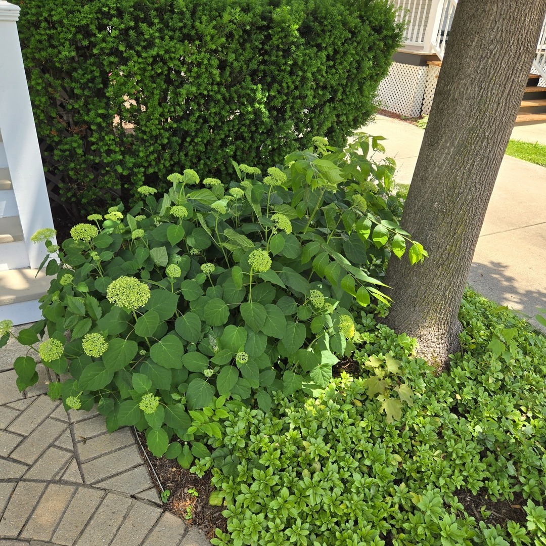 325 South Crescent Avenue Park Ridge, IL 60068 - Photo 47 of 52