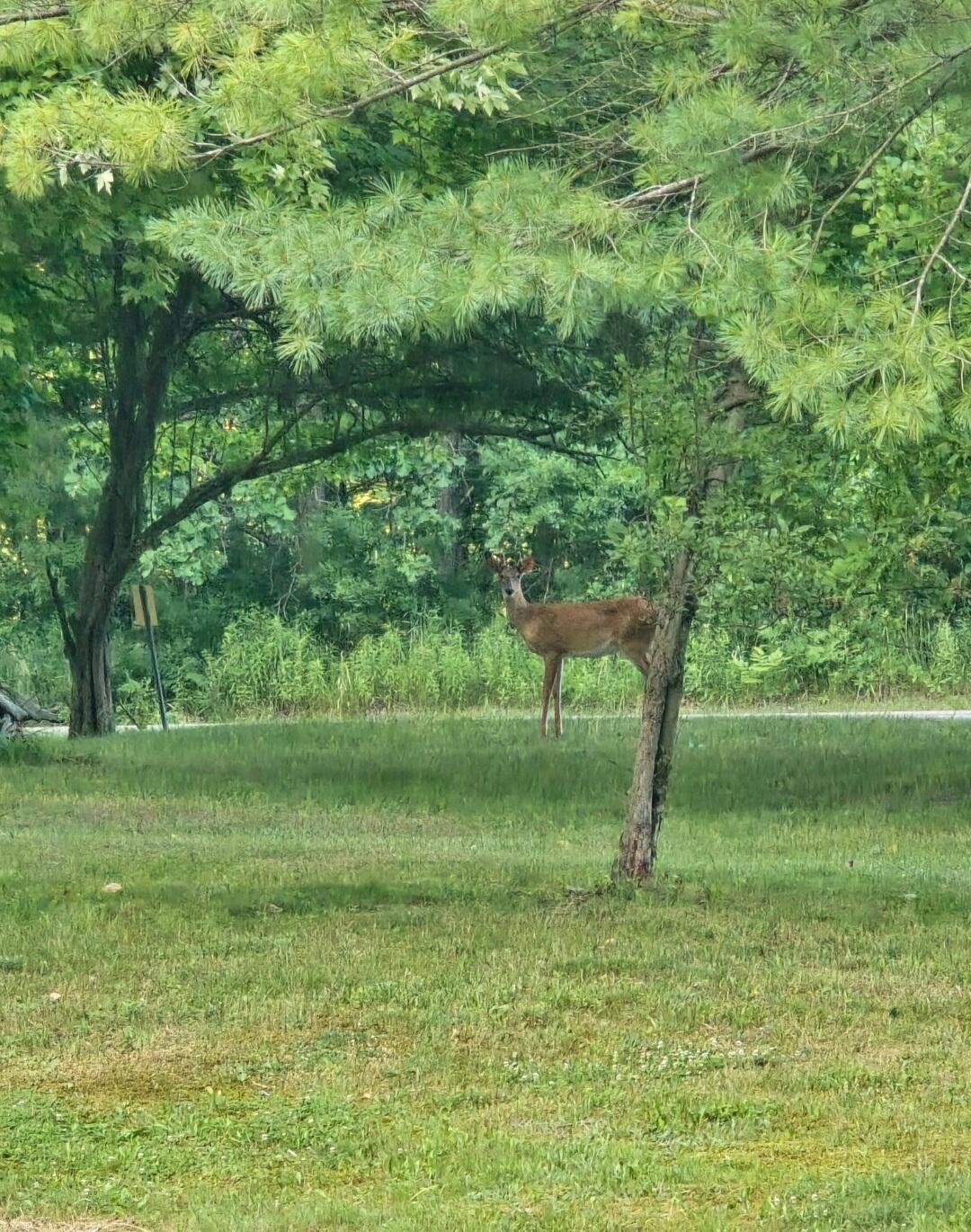 7901 North Lumberjack Road Riverdale, MI 48877 - Photo 36 of 40 deerpic1