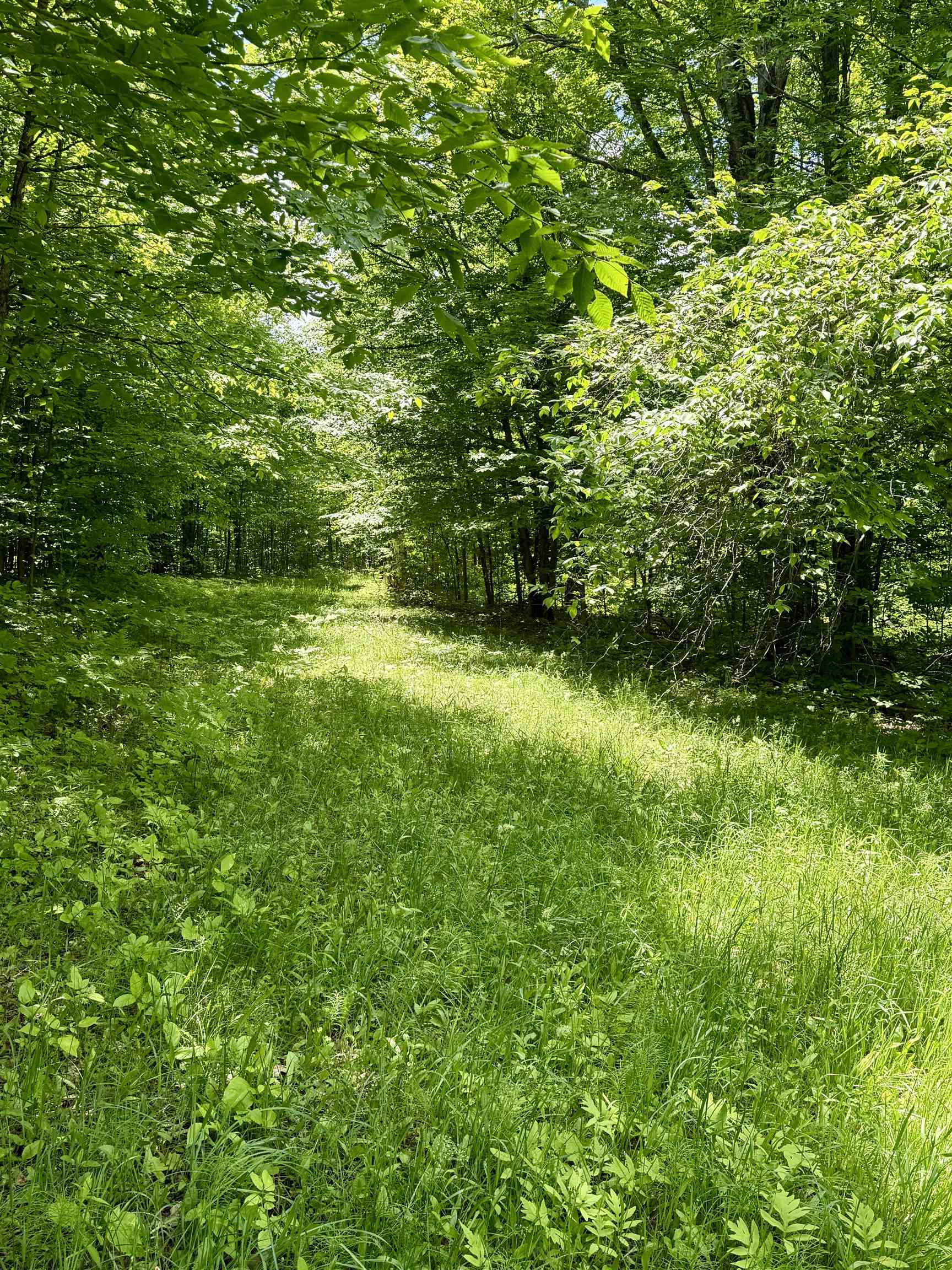 V/l Farrier Road Hillman, MI 49746 - Photo 11 of 26
