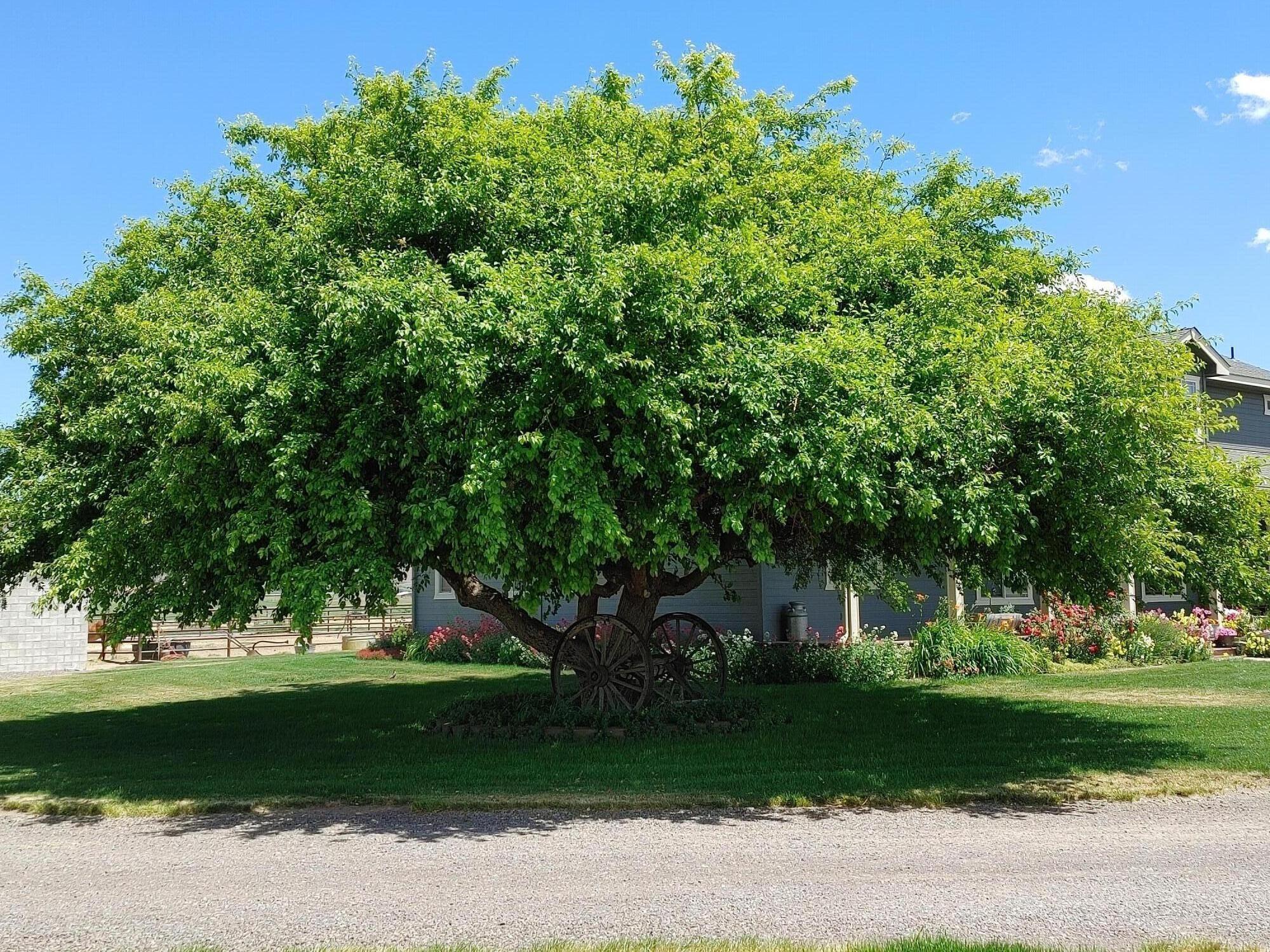 11251 Crystal Springs Road Klamath Falls, OR 97603 - Photo 58 of 64 tree in yard