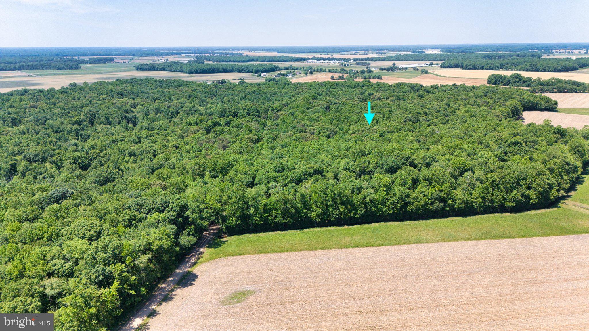 0 Trunk Road Henderson, MD 21640 - Photo 4 of 11 Lush green forest meets open fields.