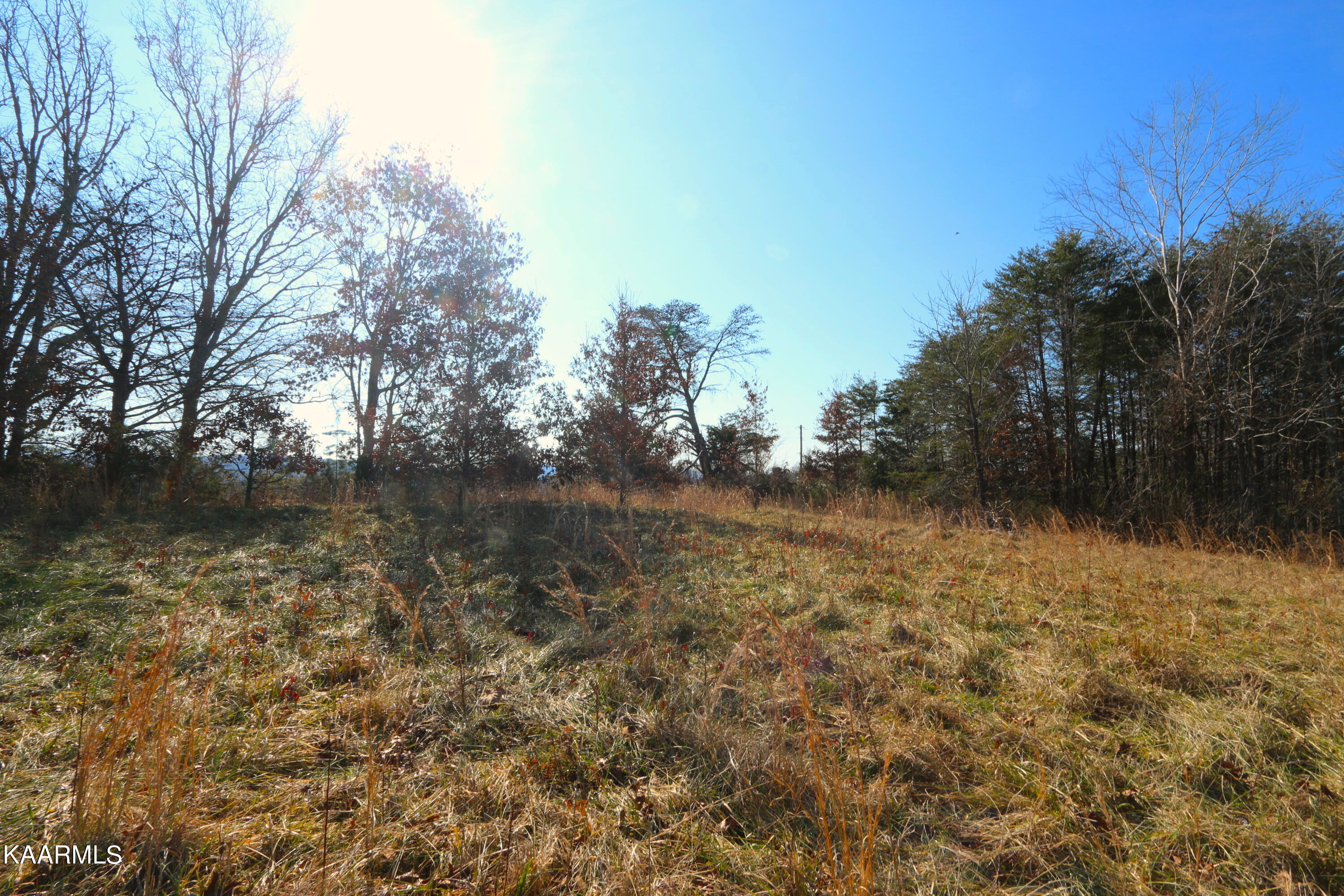 408 Shaddon Road Tellico Plains, TN 37385 - Photo 3 of 23 IMG_9819