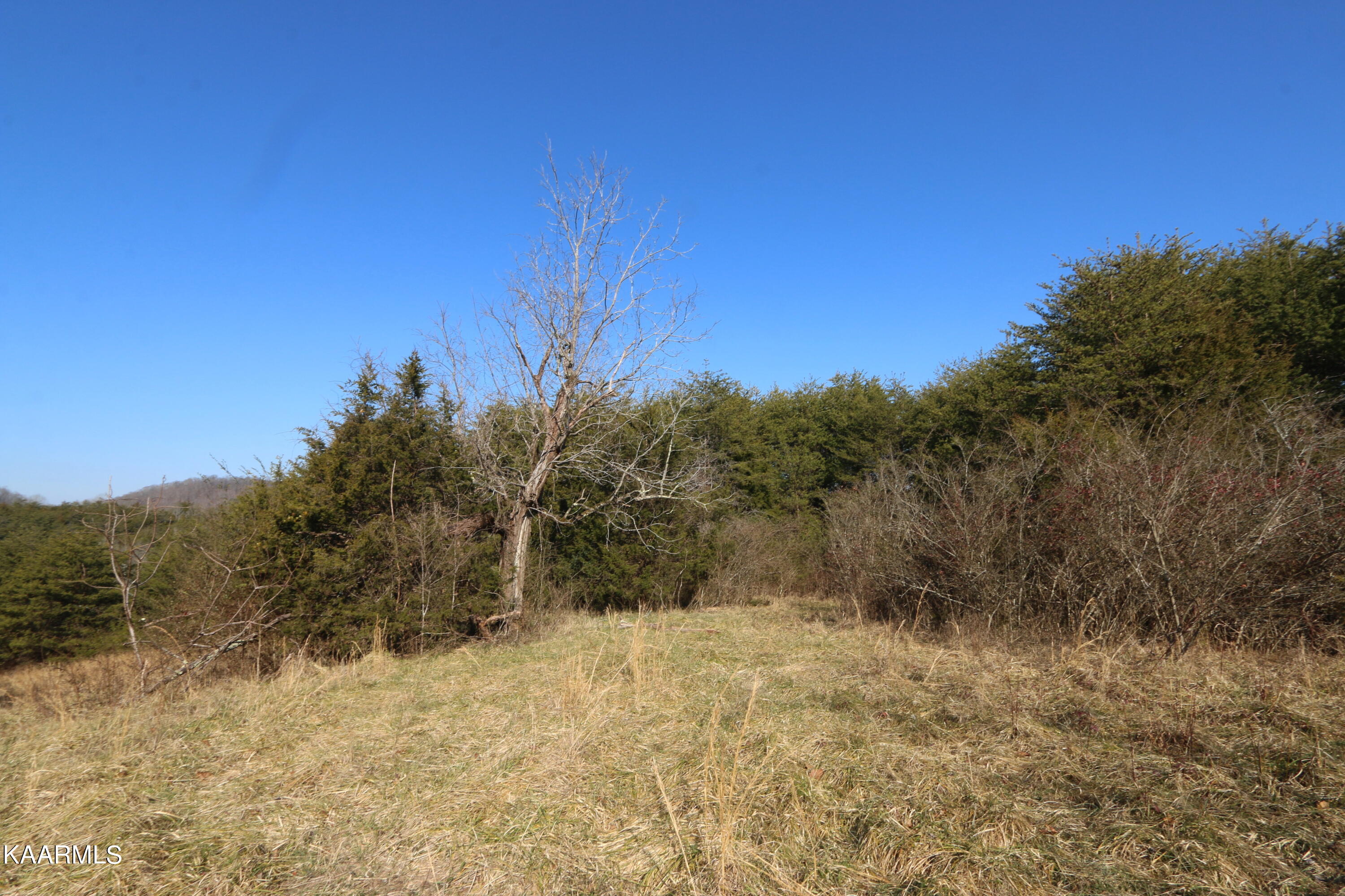 408 Shaddon Road Tellico Plains, TN 37385 - Photo 4 of 23 IMG_9820