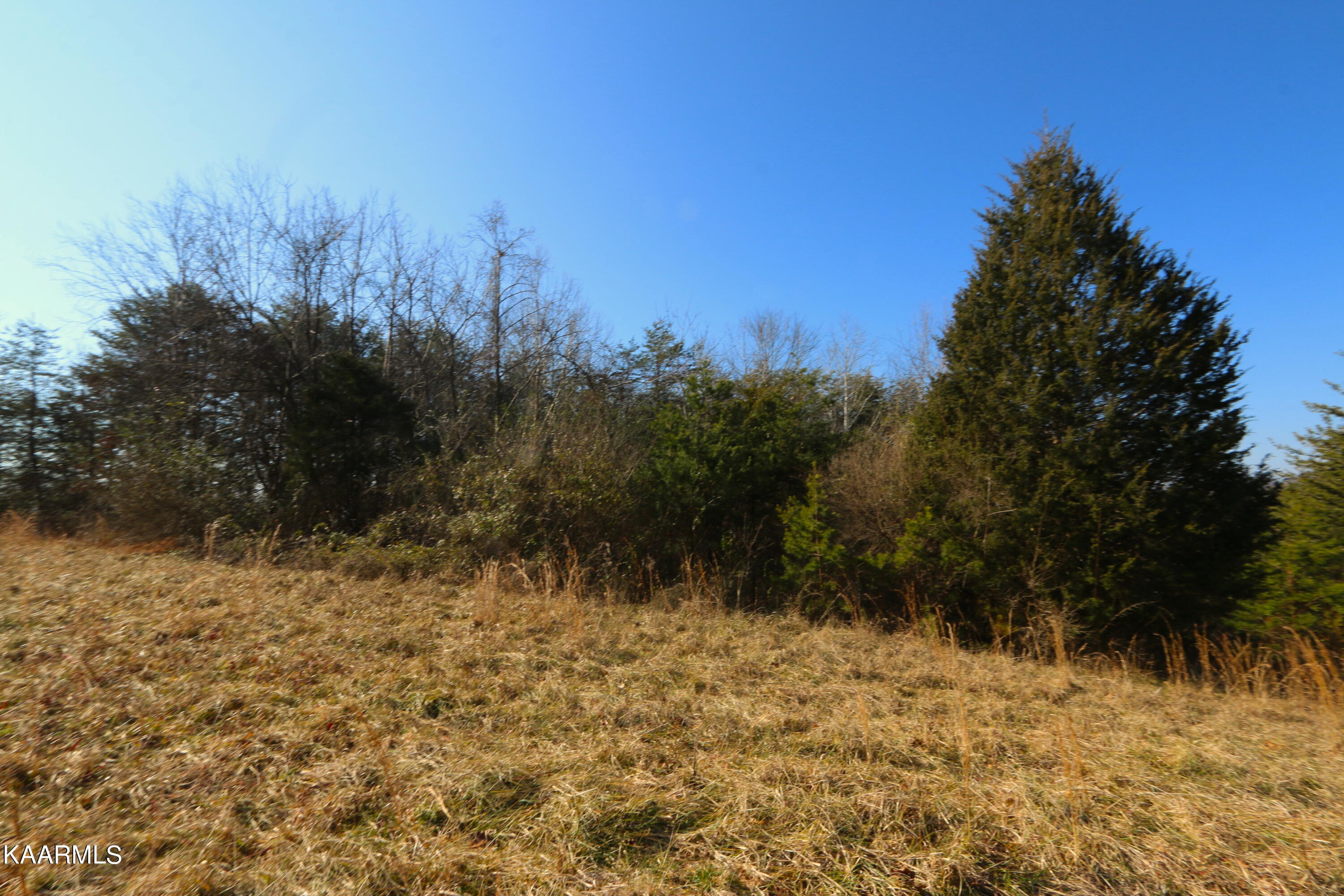 408 Shaddon Road Tellico Plains, TN 37385 - Photo 5 of 23 IMG_9822