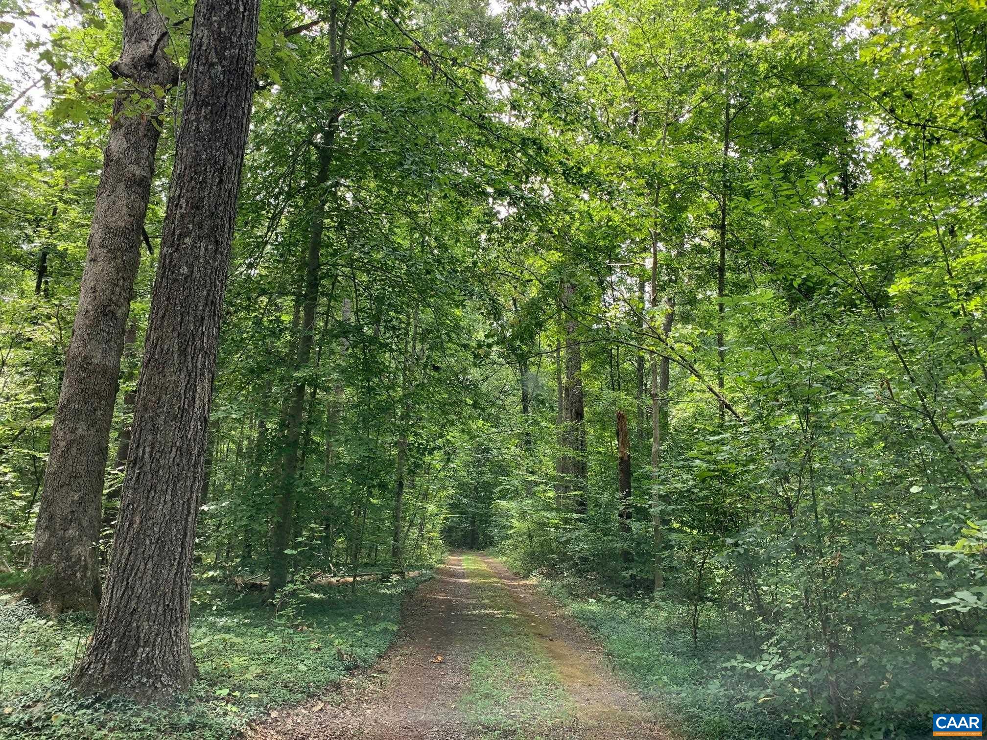 3981 South Blue Ridge Turnpike Rochelle, VA 22738 - Photo 3 of 15 a view of a forest with trees in the background
