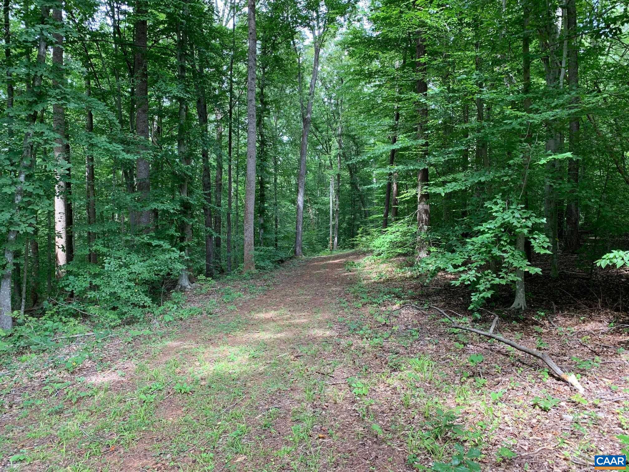 3981 South Blue Ridge Turnpike Rochelle, VA 22738 - Photo 5 of 15 a view of a forest with trees in the background
