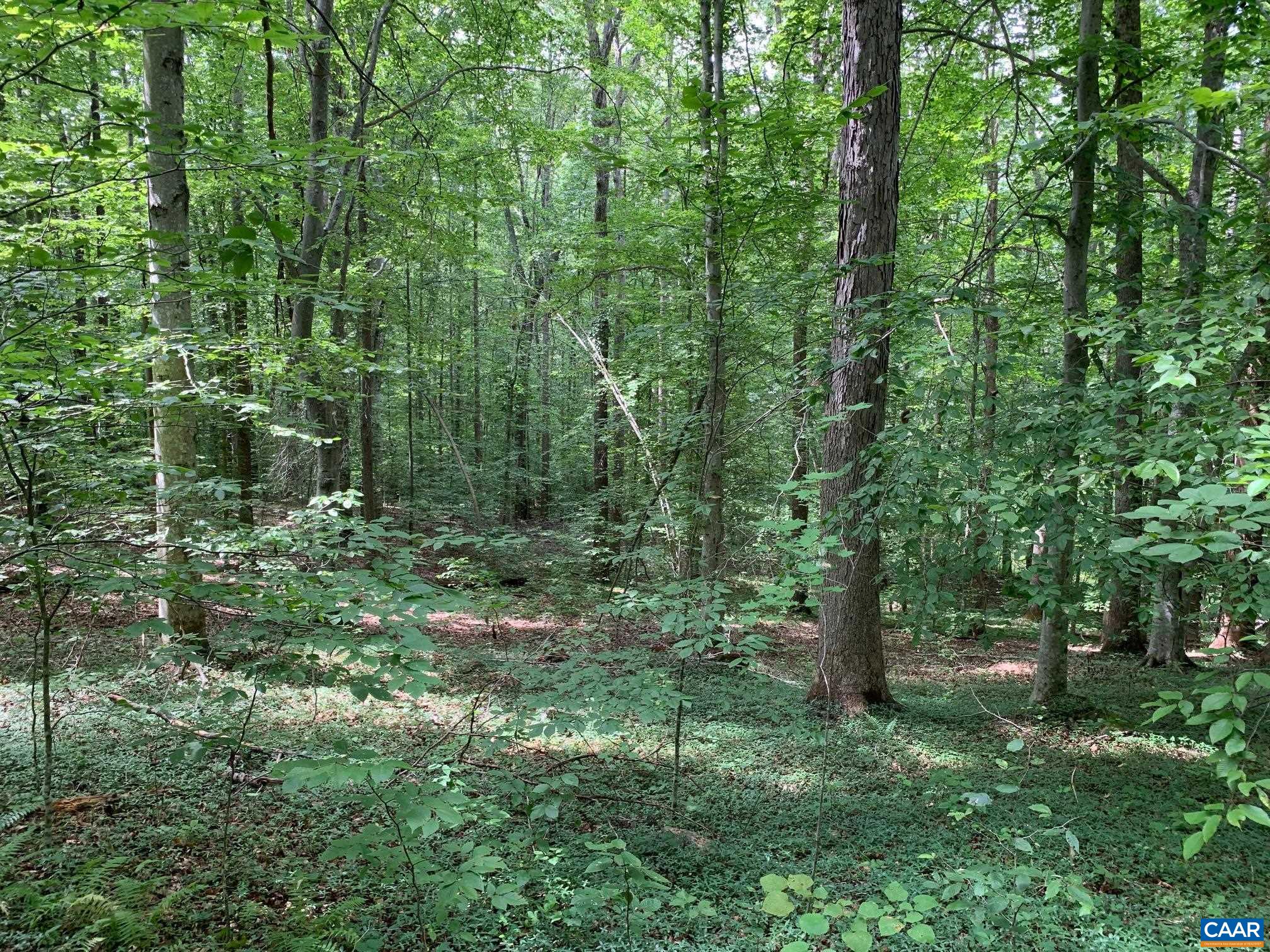 3981 South Blue Ridge Turnpike Rochelle, VA 22738 - Photo 6 of 15 a view of a forest with trees