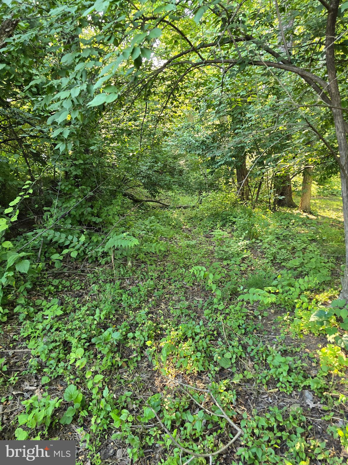 0 South Mountain Road Dillsburg, PA 17019 - Photo 12 of 12 a view of a lush green forest