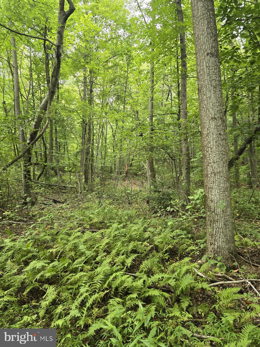 0 South Mountain Road Dillsburg, PA 17019 - Photo 2 of 12