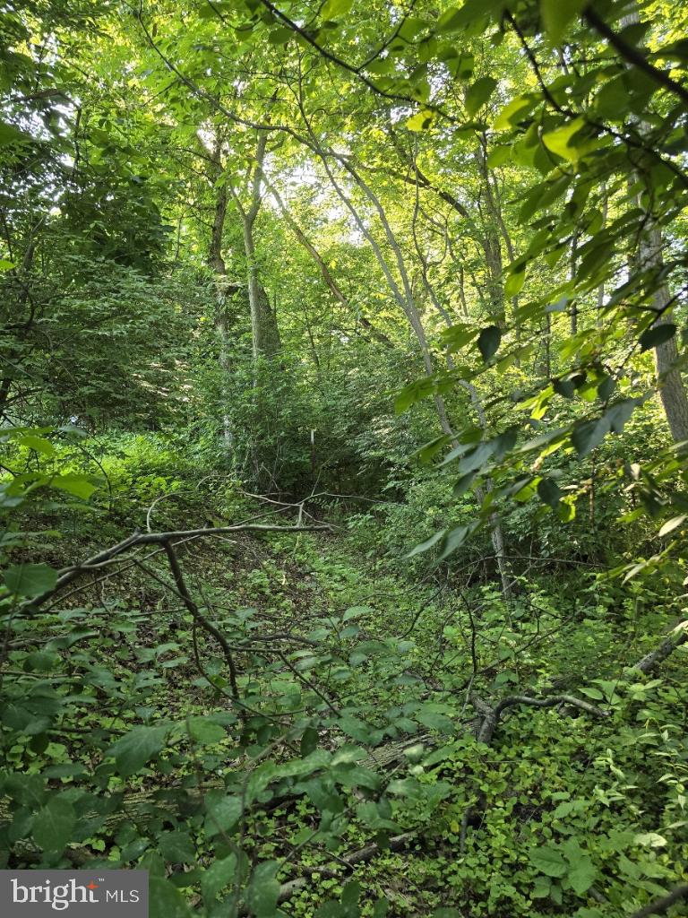 0 South Mountain Road Dillsburg, PA 17019 - Photo 8 of 12 a view of a lush green forest
