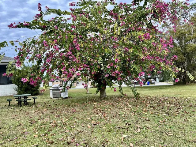 a view of a tree in front of a house