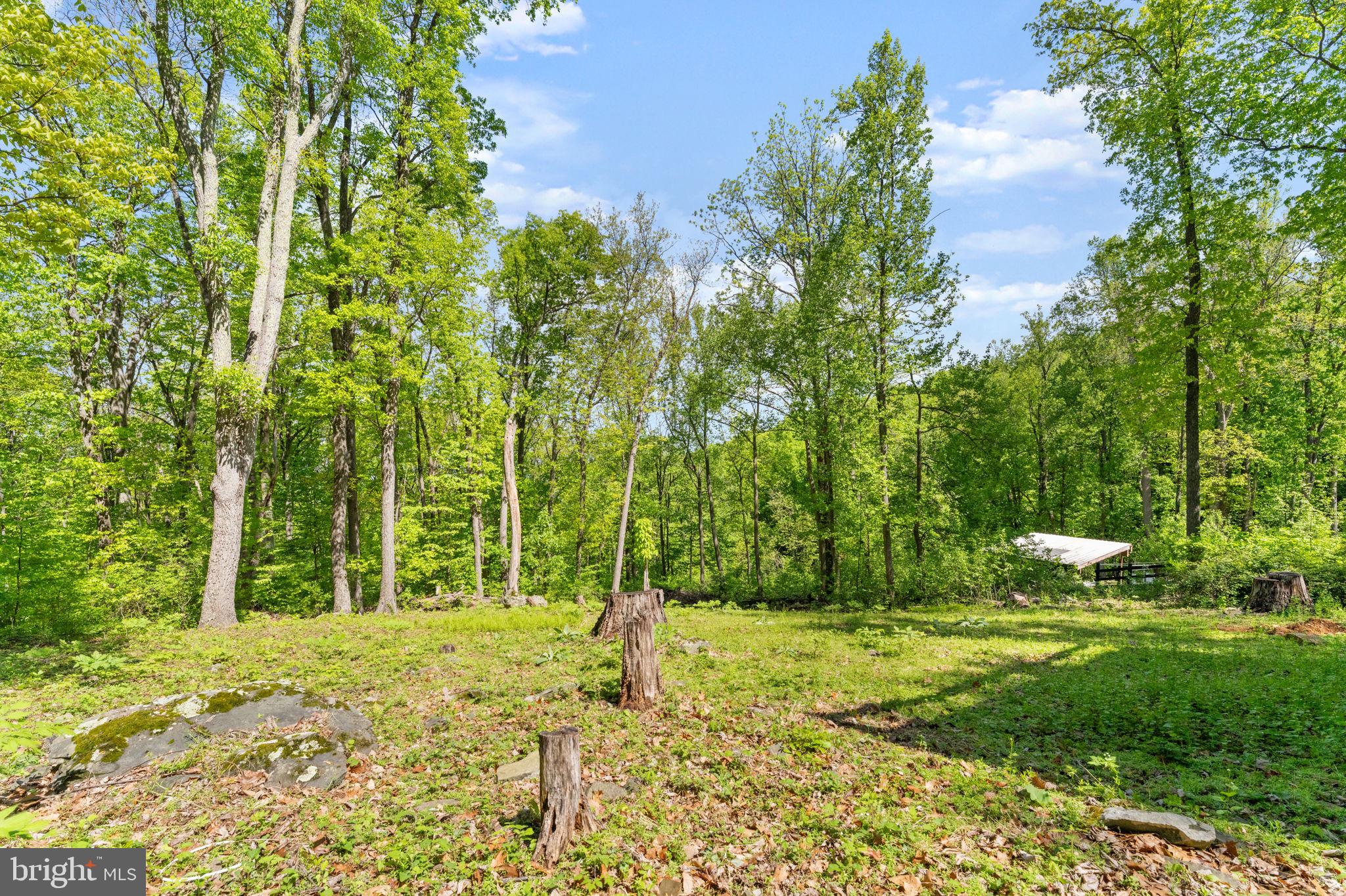 293 Old Sawmill Road Front Royal, VA 22630 - Photo 45 of 68 a view of a yard with plants and large trees