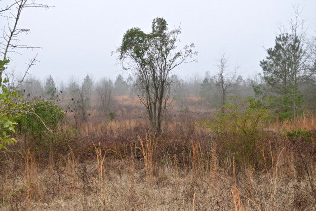 Lot 9 Archie Ware Road Trenton, SC 29847 - Photo 1 of 1 Main View