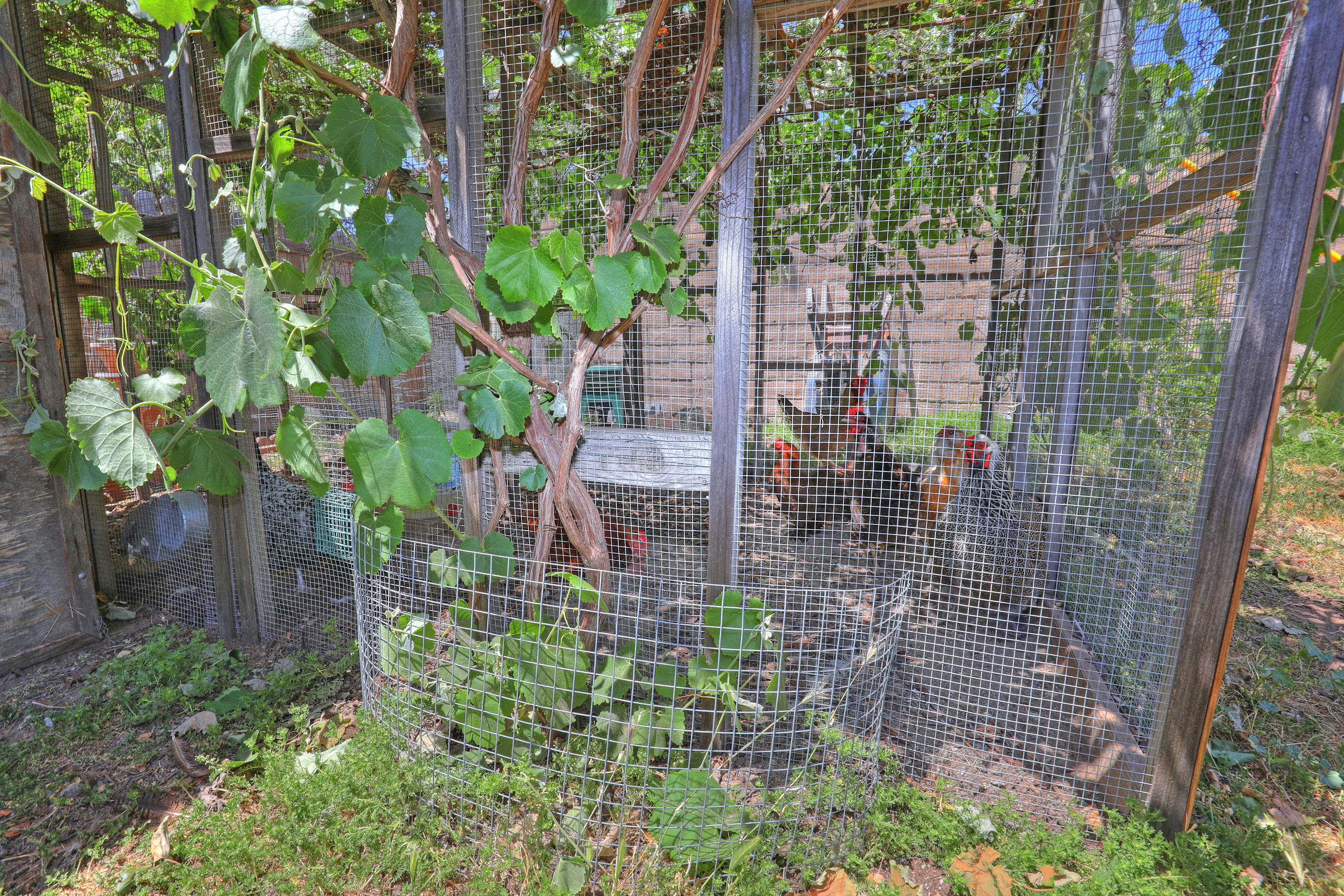 5616 Berkeley Road Goleta, CA 93117 - Photo 19 of 22 Chicken coop