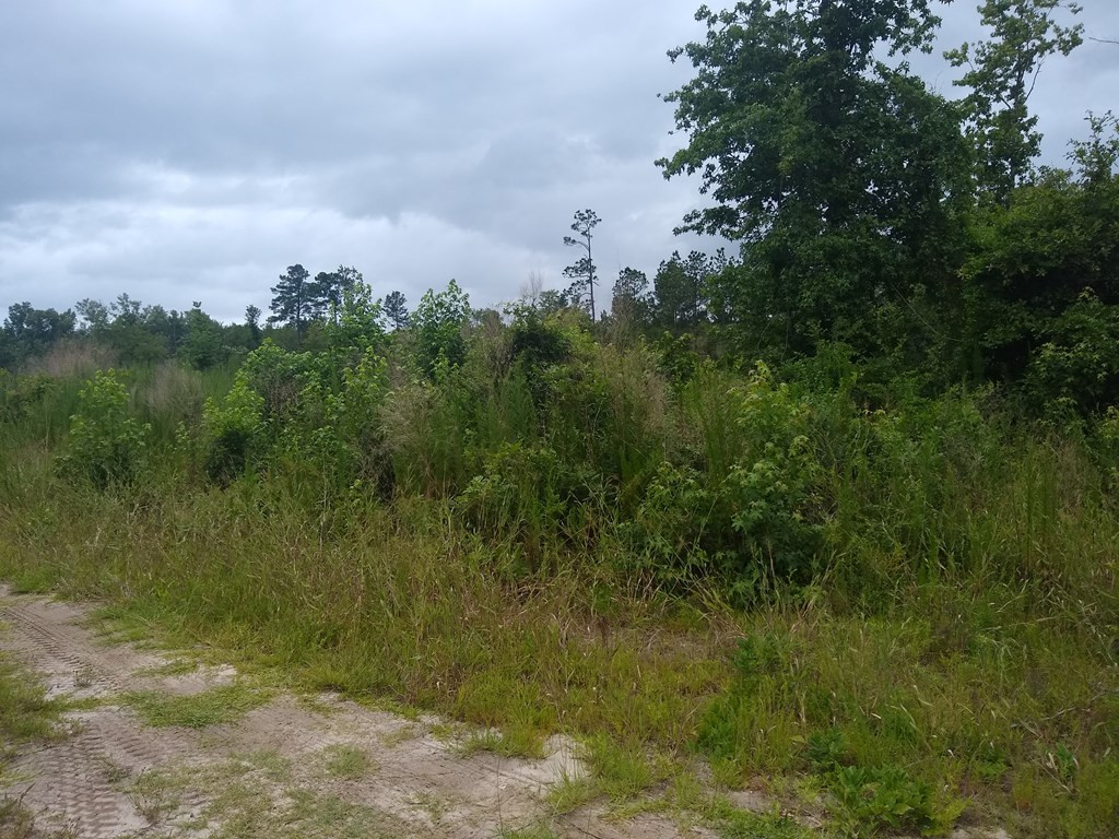 Fralix Road Smoaks, SC 29481 - Photo 3 of 3 Photo 3
