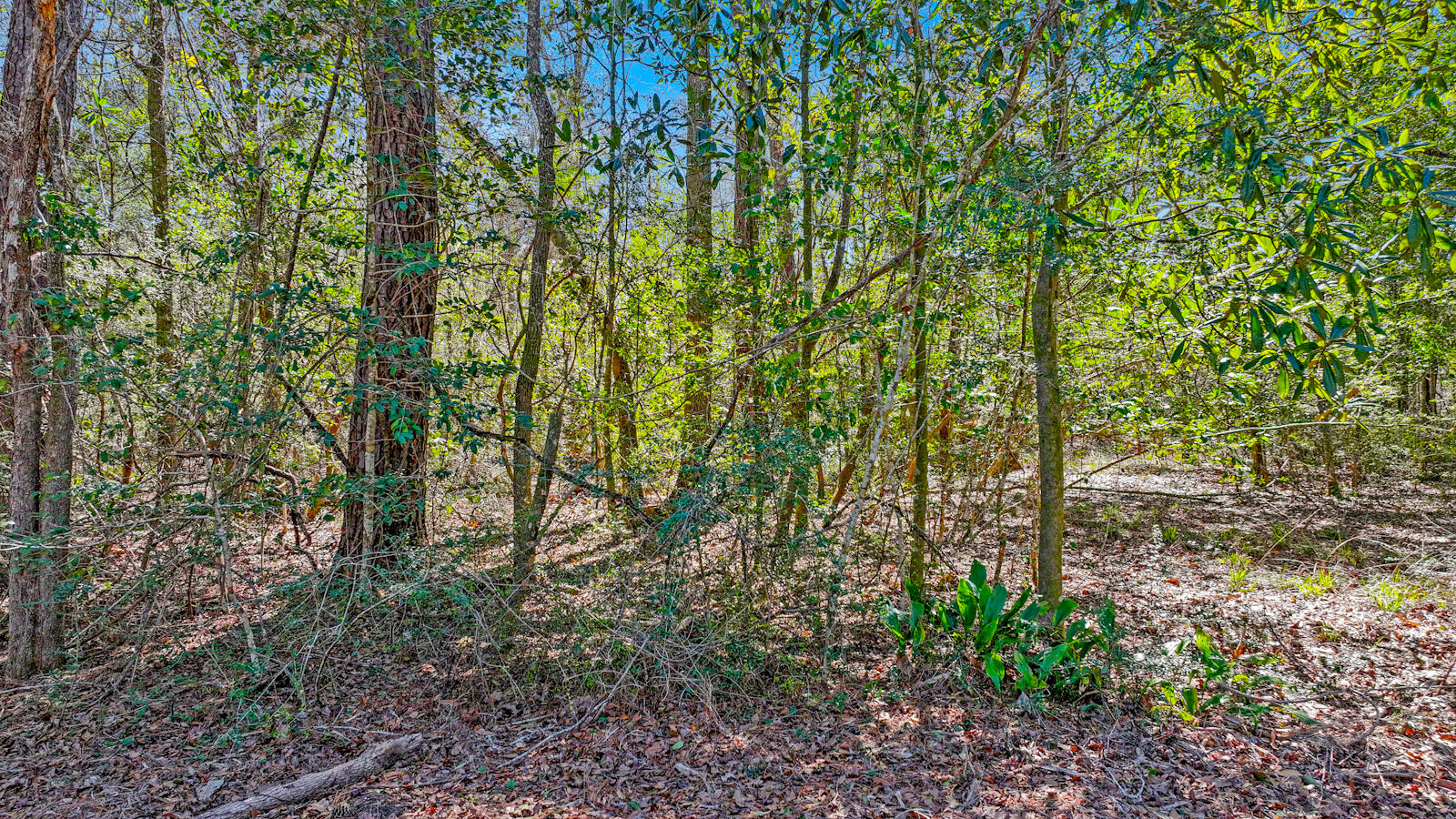 Tbd Cedar Log Lake Road Ponce de Leon, FL 32455 - Photo 1 of 11 Front View
