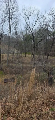 a view of a yard with a tree