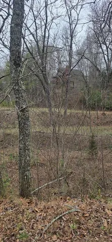 a view of a dry yard